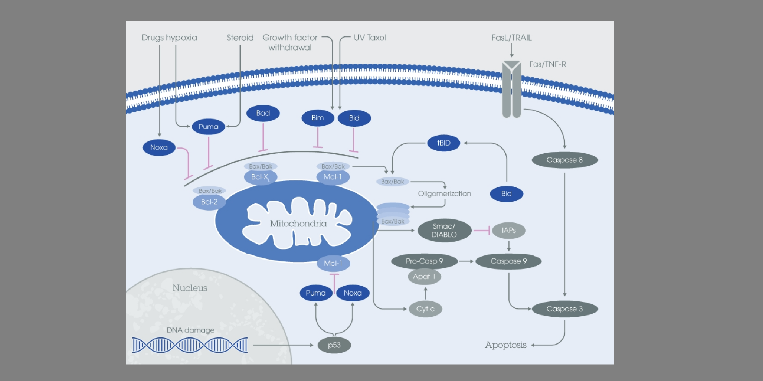 Bcl-2: apoptosis checkpoint family